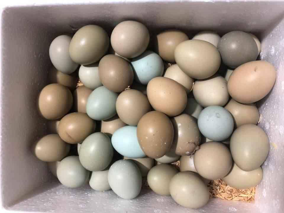 Trứng chim trĩ tại Hà Nội, HCM - 120k/chục
