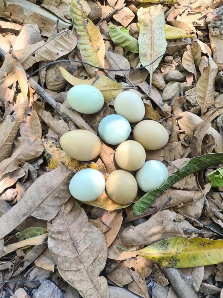 Những món ngon từ trứng chim trĩ