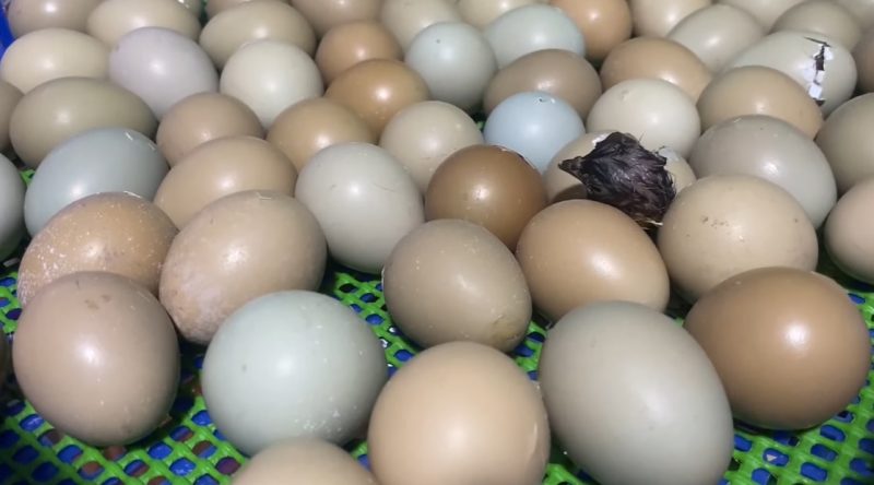 Giá trứng chim trĩ có đắt không?