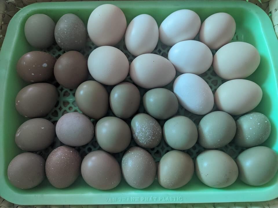 Giá trứng chim trĩ có đắt không?