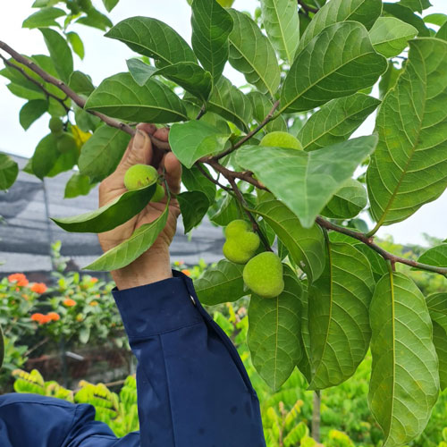 Lá cây chay tươi sạch dùng chữa bệnh được sử dụng phổ biến