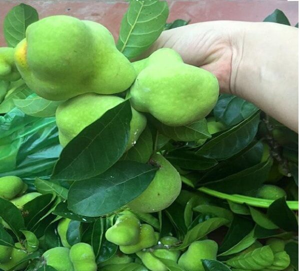 Nghiên cứu khoa học về lá cây chay