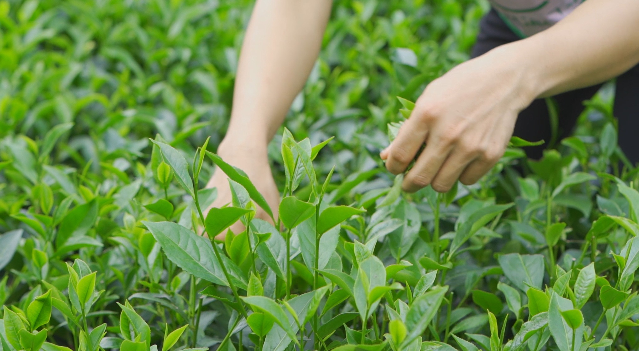 Ggiới thiệu về lá chè tươi xanh sạch Ggiới thiệu về lá chè tươi xanh sạch