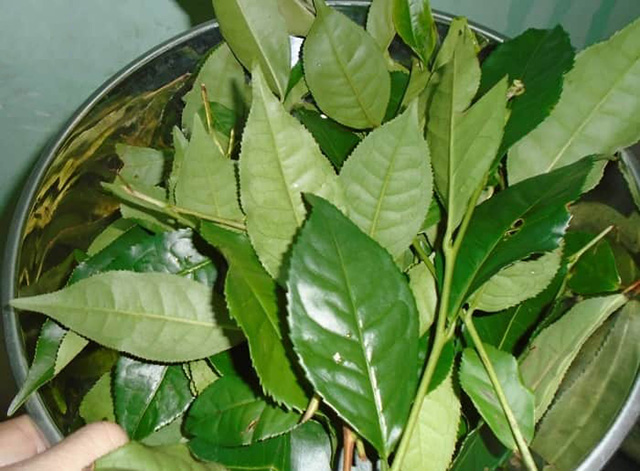 Những người không nên dùng lá chè tươi Những người không nên dùng lá chè tươi