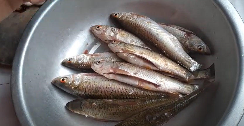Vì sao nên ăn cá rói sông?