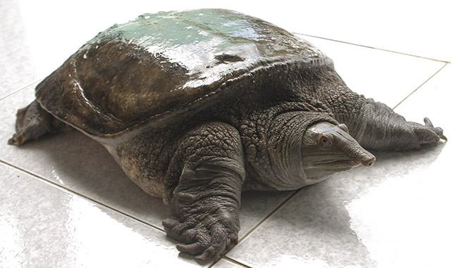 Cửa hàng bán ba ba hỗ trợ thịt - 450k/kg