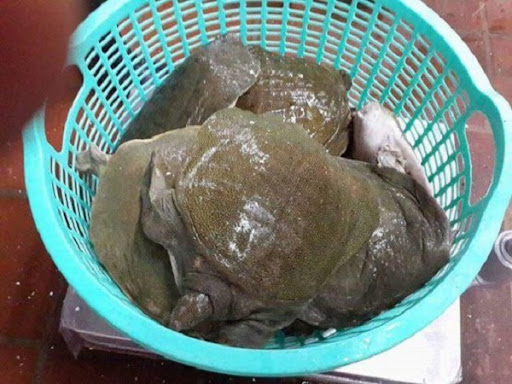 Hướng dẫn sơ chế thịt ba ba