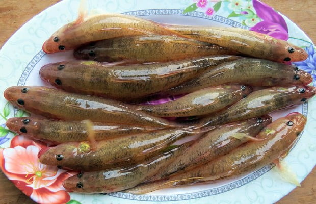 Giới thiệu về cá bống