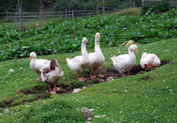 Ngan sạch thả vườn - 120k/kg