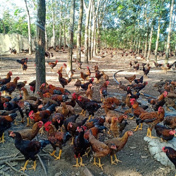 Gà ta thả vườn 195k/kg