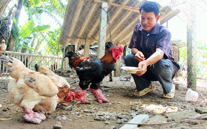 Giá Gà Đông Tảo có đắt không?