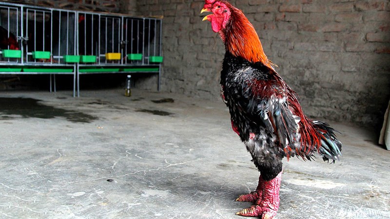 Gà Đông Tảo- Món quà quý được săn lùng để biếu Tết