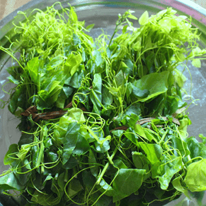 Rau Bò Khai - Đặc sản núi rừng | Dac san mien Bac