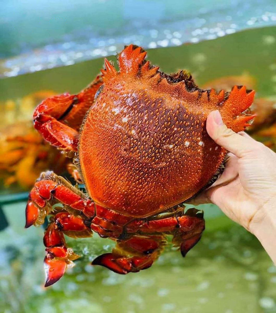 Giới thiệu về Cua Huỳnh Đế