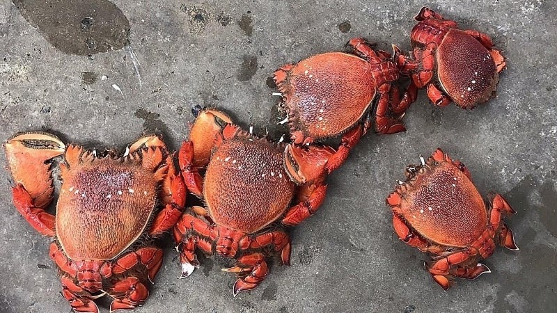 Cua Huỳnh Đế giá bao nhiêu?