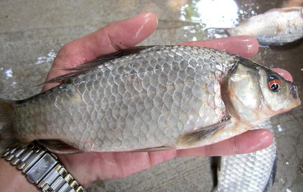 Giới thiệu đặc điểm cá diếc
