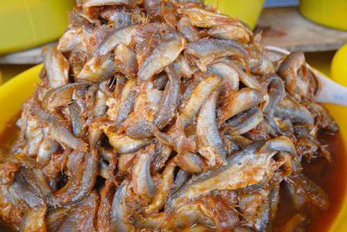 Cách làm mắm cá chốt