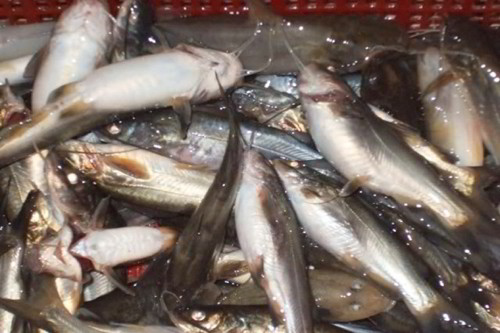 Những con cá chốt tươi dùng làm mắm