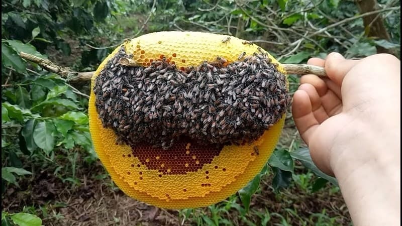 Mật ong rừng nguyên chất, đặc sản của Tây Bắc.