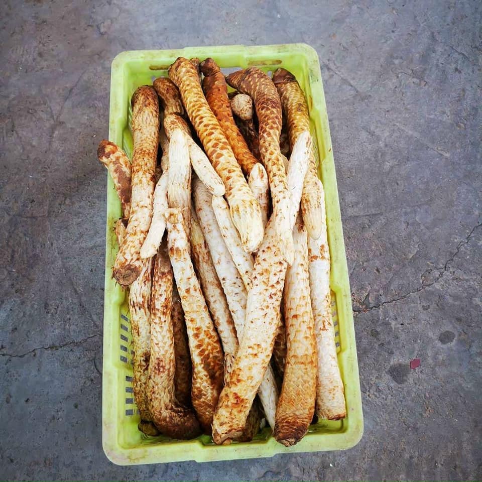 Nhục thung dung là gì?
